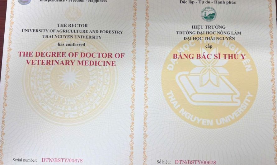 Bằng đại học thú y có giá trị gì? Lợi ích, cơ hội và sự thật bạn cần biết