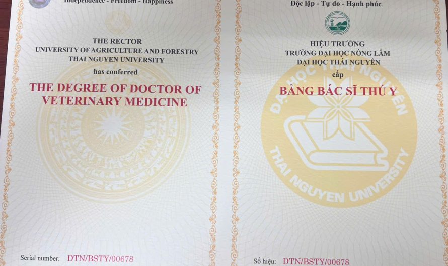 Bằng đại học thú y làm bệnh viện thú cưng được không? Giải đáp chi tiết từ A-Z