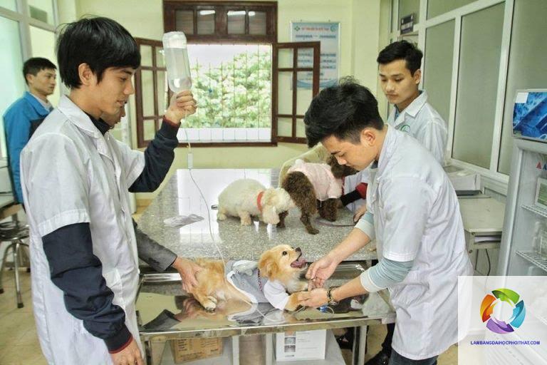 bằng cao đẳng thú y làm kỹ thuật viên thú y được không - Image 5